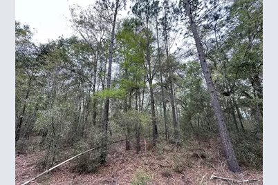 Tbd NE 154th Avenue, Williston, FL 32696 - Photo 3