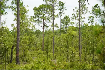 Se State Road 121 Lot C & D, Morriston, FL 32668 - Photo 5