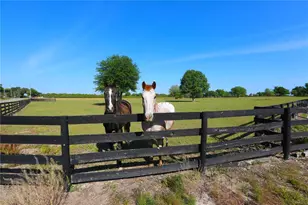 12115 SE Sunset Harbor Rd, Weirsdale, FL 32195 - Photo 27