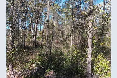 155 Palm Drive, Bronson, FL 32621 - Photo 3