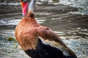 657 Midway Dr, Ocala, FL 34472 - Photo 65