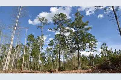 Off Sun Garden Rd, Palatka, FL 32177 - Photo 13