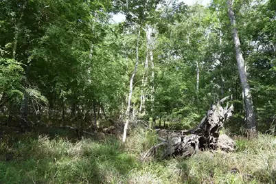 3019 NE 709th Avenue, Old Town, FL 32680 - Photo 53