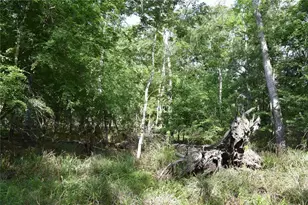 3019 NE 709th Ave, Old Town, FL 32680 - Photo 53