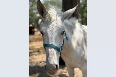 4059 McKethan Road, Dade City, FL 33523 - Photo 15