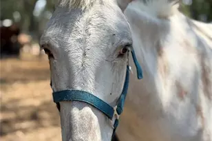 4059 McKethan Rd, Dade City, FL 33523 - Photo 15