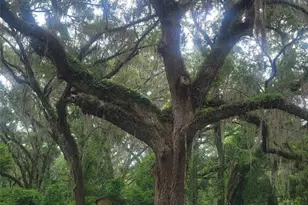 15016 NW 32nd Ave, Newberry, FL 32669 - Photo 13