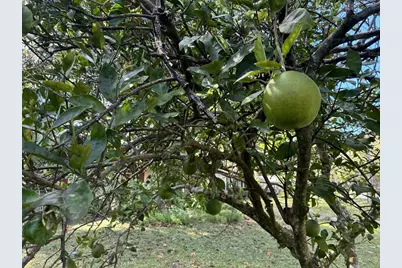 2312 NE 37th Street, Ocala, FL 34479 - Photo 13