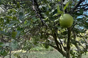 2312 NE 37th St, Ocala, FL 34479 - Photo 13