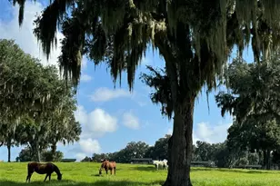 5540 SE 157th Street Rd, Summerfield, FL 34491 - Photo 17