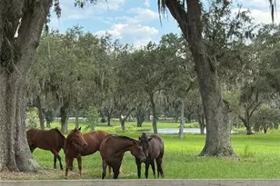 5540 SE 157th Street Rd, Summerfield, FL 34491 - Photo 15