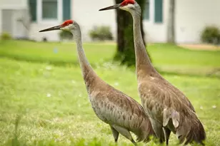 11298 SW 138th Ln, Dunnellon, FL 34432 - Photo 79