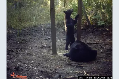 0000 SW County Road 347, Chiefland, FL 32626 - Photo 29