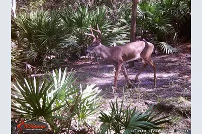 0000 SW County Road 347, Chiefland, FL 32626 - Photo 27