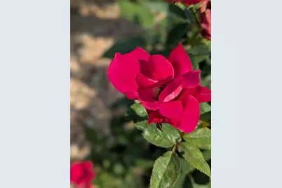 15771 SW 16th Terrace, Ocala, FL 34473 - Photo 3