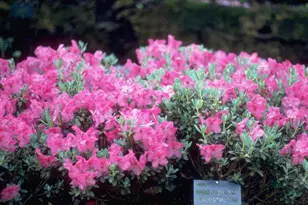 8373 SW 82nd Loop, Ocala, FL 34481 - Photo 59