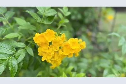 11571 NE 83rd Terrace, Bronson, FL 32621 - Photo 47