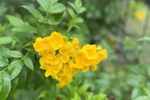 11571 NE 83rd Terrace, Bronson, FL 32621 - Photo 47