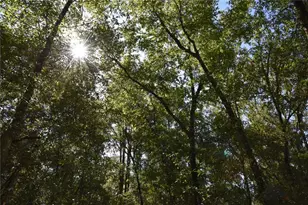 11st St, Interlachen, FL 32148 - Photo 1