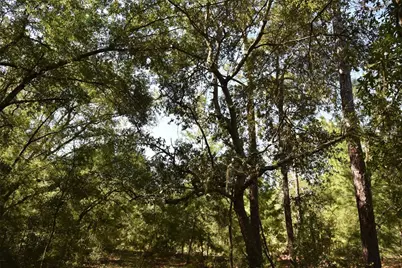 11st St, Interlachen, FL 32148 - Photo 13