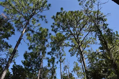 11st St, Interlachen, FL 32148 - Photo 11