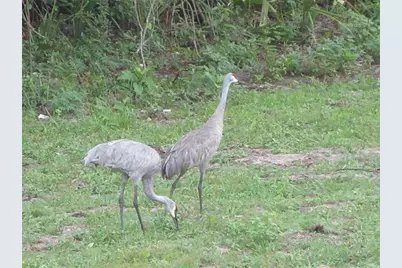 Tbd SE 19th Street, Silver Springs, FL 34488 - Photo 9