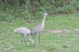 Tbd SE 19th St, Silver Springs, FL 34488 - Photo 9