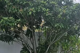 833 Jefferson Blvd, Haines City, FL 33844 - Photo 7