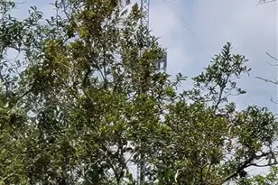 3690 SE 54th Ave, Morriston, FL 32668 - Photo 23