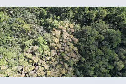 E Highway 316, Fort Mc Coy, FL 32134 - Photo 11