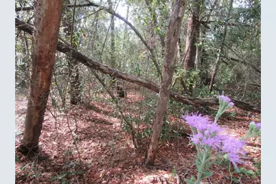 Ne 171st Court, Silver Springs, FL 34488 - Photo 7