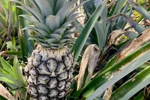 17694 SE 84th Peyton Ct, The Villages, FL 32162 - Photo 39