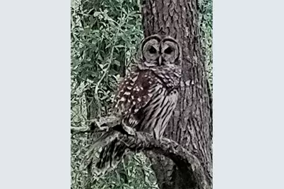 11228 SW 138th Place, Dunnellon, FL 34432 - Photo 83