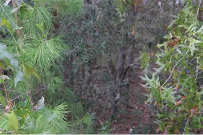 9478 N Timber Creek Terrace, Dunnellon, FL 34433 - Photo 3