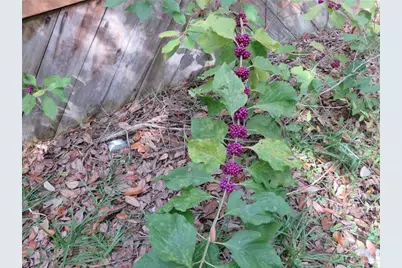 240 SE 165th Court Road, Silver Springs, FL 34488 - Photo 41