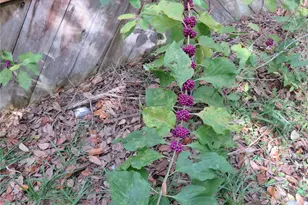 240 SE 165th Court Rd, Silver Springs, FL 34488 - Photo 41