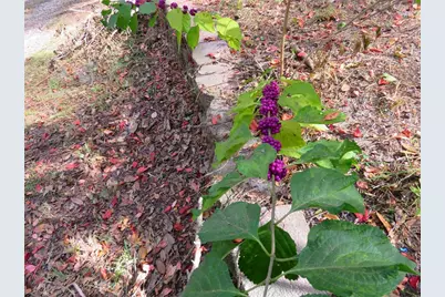 240 SE 165th Court Road, Silver Springs, FL 34488 - Photo 13