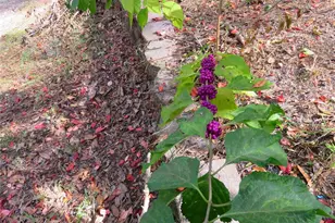 240 SE 165th Court Rd, Silver Springs, FL 34488 - Photo 13