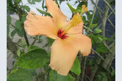 2601 SE 175th Terrace Road, Silver Springs, FL 34488 - Photo 15