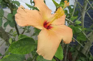 2601 SE 175th Terrace Rd, Silver Springs, FL 34488 - Photo 15