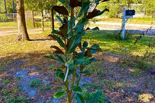 14640 NE 149th Ln, Fort Mc Coy, FL 32134 - Photo 23