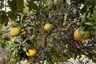 8955 SE 118th Ln, Summerfield, FL 34491 - Photo 57