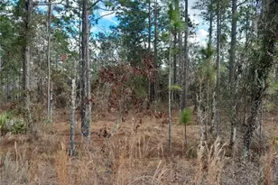 Tbd NE 150th Ave, Williston, FL 32696 - Photo 1