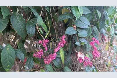 9350 SE 170th Avenue Road, Ocklawaha, FL 32179 - Photo 55