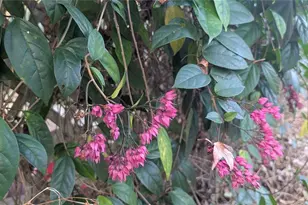 9350 SE 170th Avenue Rd, Ocklawaha, FL 32179 - Photo 55