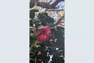 9350 SE 170th Avenue Road, Ocklawaha, FL 32179 - Photo 53