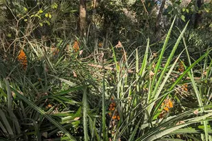 9350 SE 170th Avenue Rd, Ocklawaha, FL 32179 - Photo 59