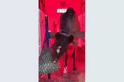 20462 SW 36th Street, Dunnellon, FL 34431 - Photo 47