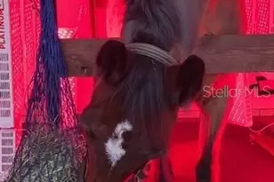 20462 SW 36th St, Dunnellon, FL 34431 - Photo 47