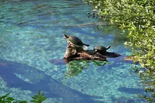 19176 SW 93rd Loop, Dunnellon, FL 34432 - Photo 55